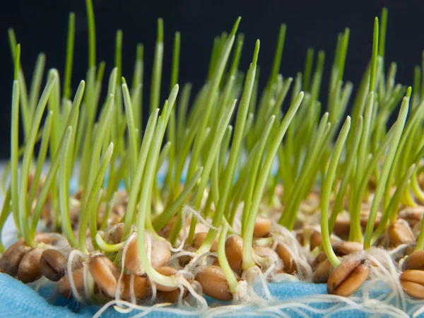 緑の小麦種子の発芽 — ストック写真