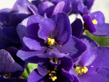 Beautiful violet close up clipart