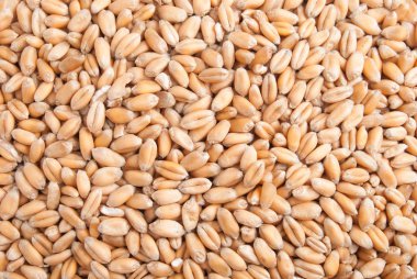 Buğday tohumu makro arka plan