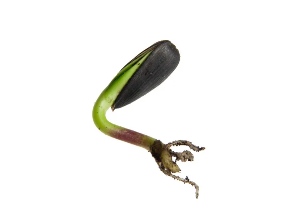 Germinação de sementes de girassol — Fotografia de Stock