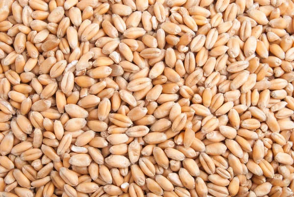 Wheat seeds macro background Royalty Free Stock Images