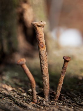 Üç eski paslı çivi