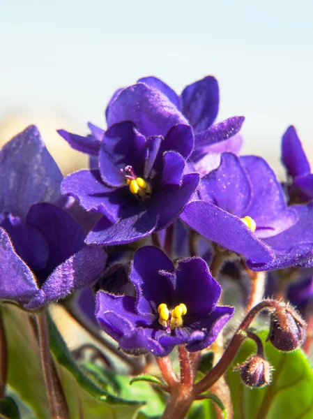 Голубые цветки сайнтелии — стоковое фото