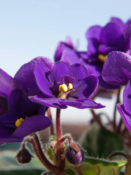 Цветы фиолетовой саинтелии — стоковое фото
