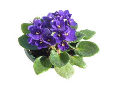 Potted African Violet isolated on white clipart