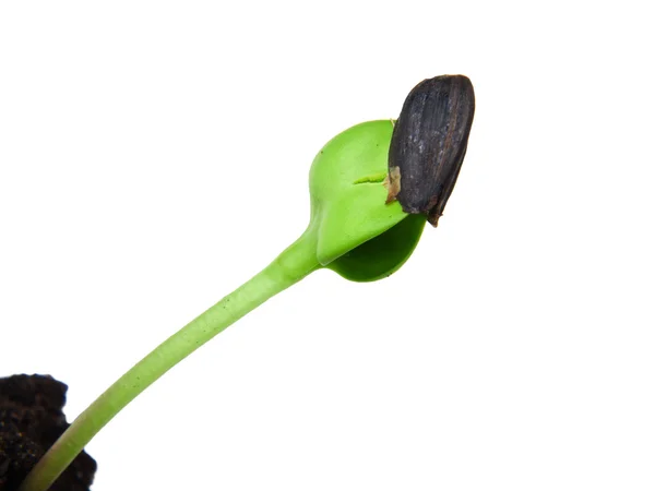 Ayçiçeği tohumları çimlenme