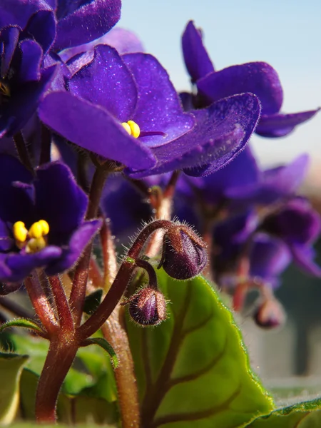 Красивый фиолетовый африканский фиолетовый цветок — стоковое фото