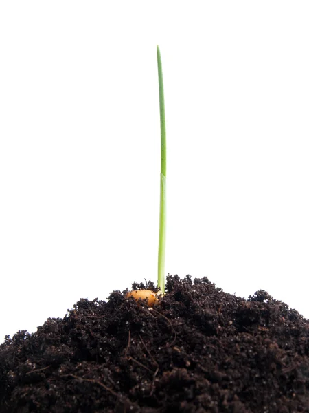 Wheat seeds germination — Stock Photo, Image