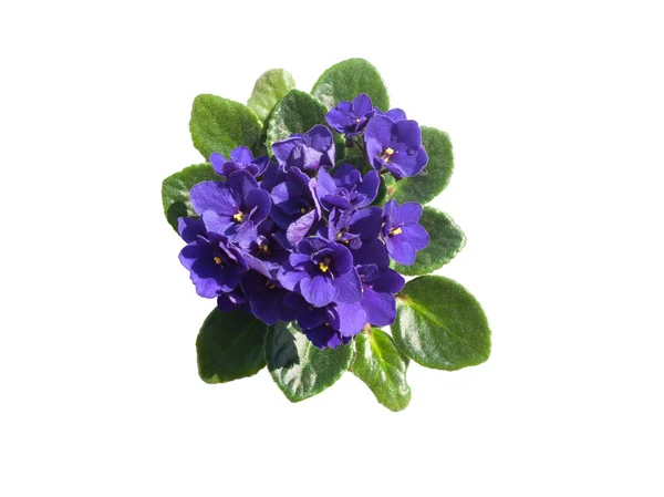 Menekşe beyaz zemin üzerine