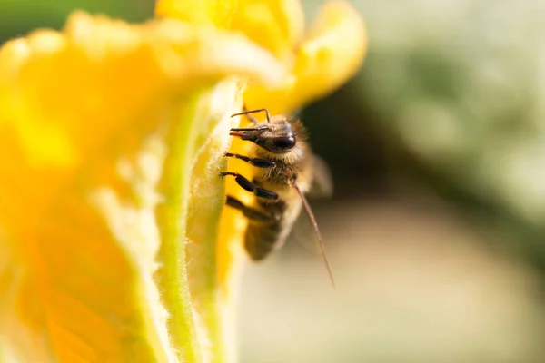 Bee Gathering Nectar Apis Petal Pollen Closeup — Stock Photo, Image