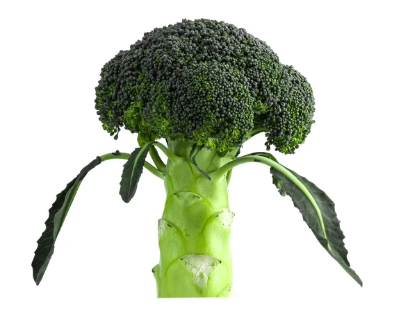 Broccoli — Stockfoto