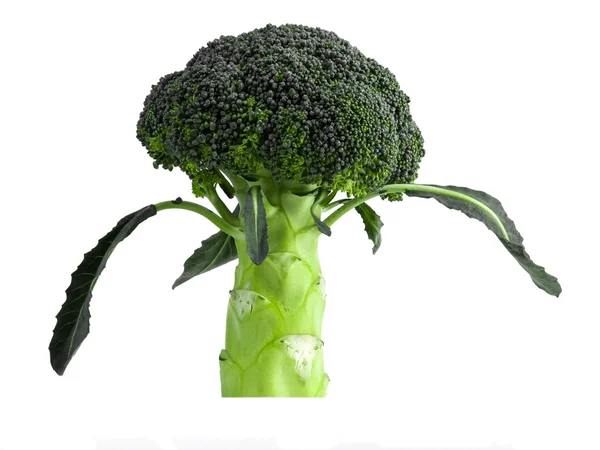 Broccoli vegetabiliska isolerad på vit bakgrund — Stockfoto