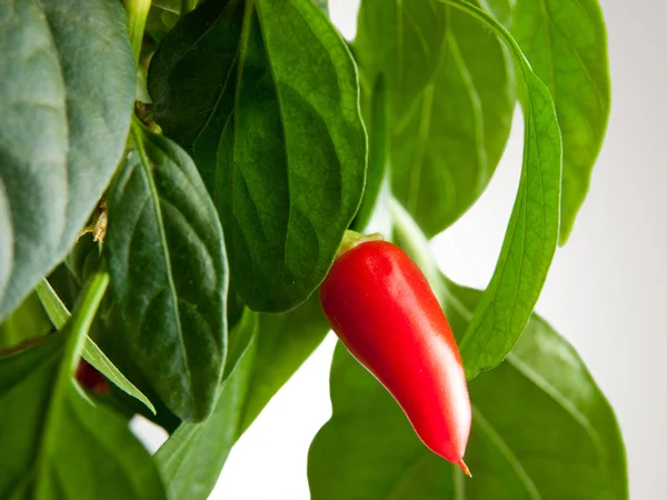 Küçük sıcak biber bitki
