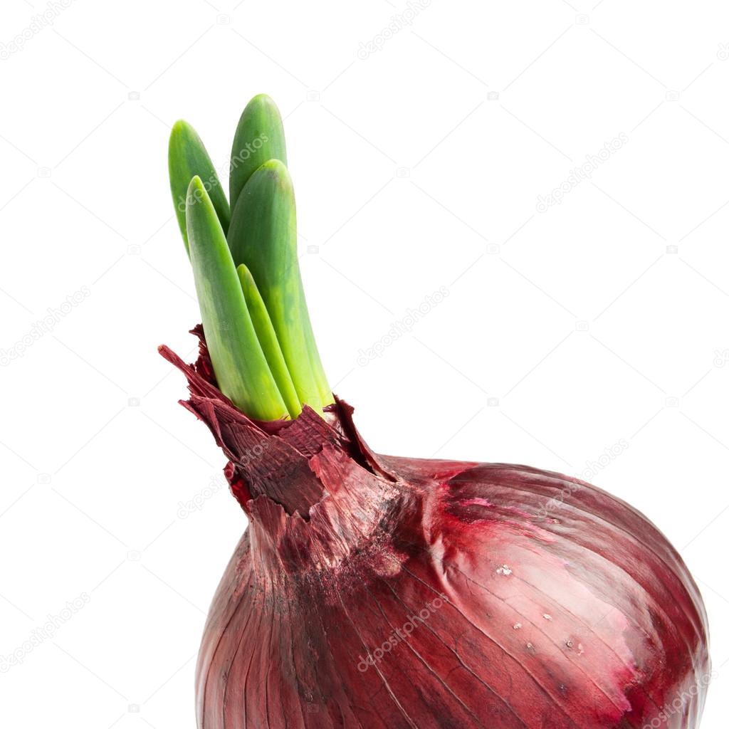 Germinated onion