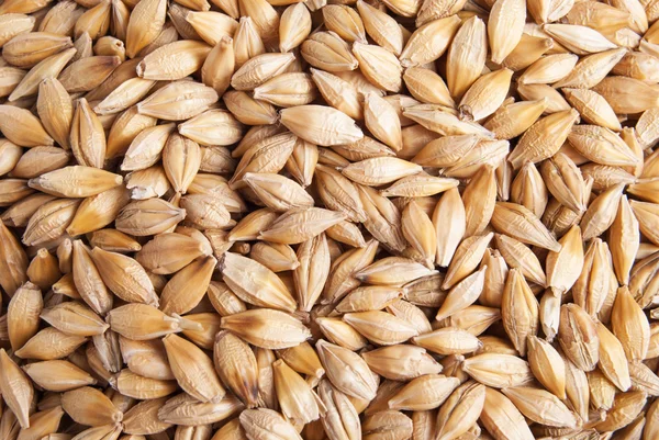 Arpa tohumu makro arka plan