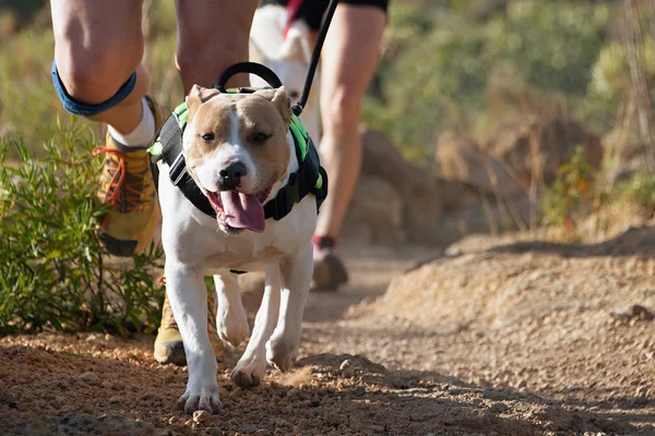 Dog y su dueño participan en una popular carrera canicross — Foto de Stock