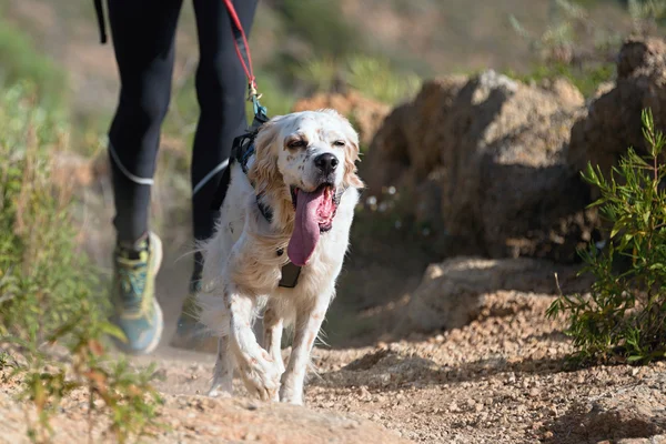 Hund und Herrchen beim beliebten Canicross-Rennen — Stockfoto