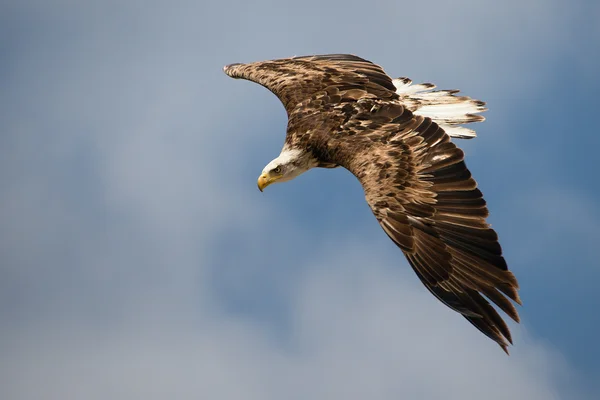 Eagle in de blauwe hemel — Stockfoto