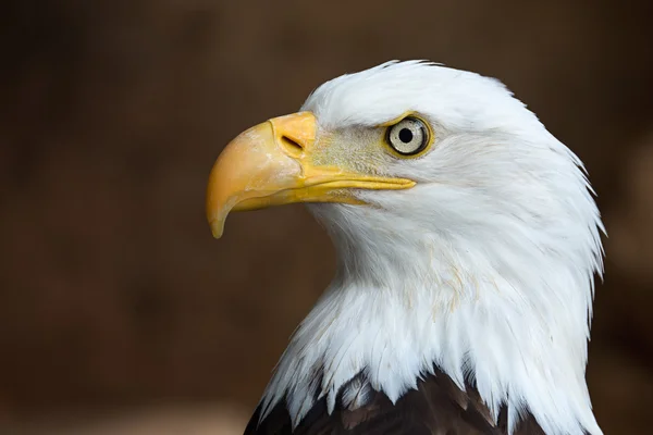 Golden Eagle head in profile Stock Photo