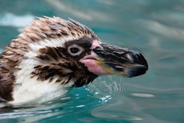 arka planda yaprakları ile suda yüzen penguen