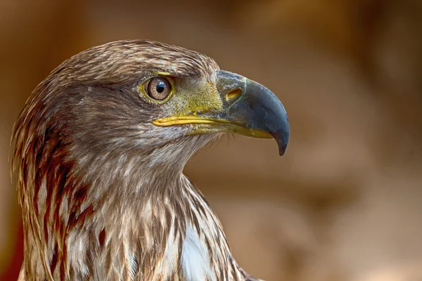 Aquila chrysaetos. Portret van een steenarend — Stockfoto