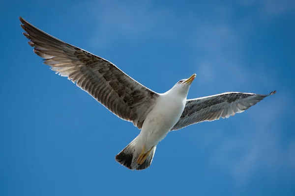 Seagull flying in beautiful sky — Stock Photo, Image