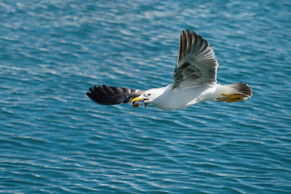 Seagull flying with fish to be caught holding it in its beak — Stock Photo, Image