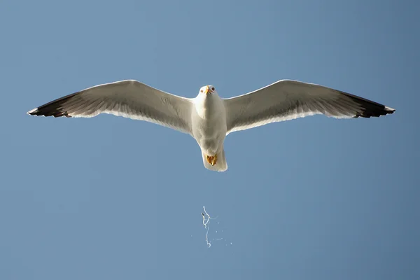 Seagull in flight unleashes bird droppings — Stock Photo, Image