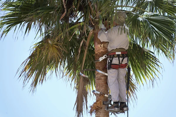 Cutting palm tree fronds,high up — Stock Photo, Image