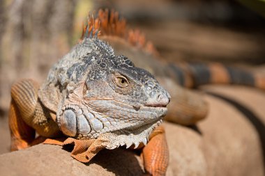 Çölde sen seyir büyük Iguana