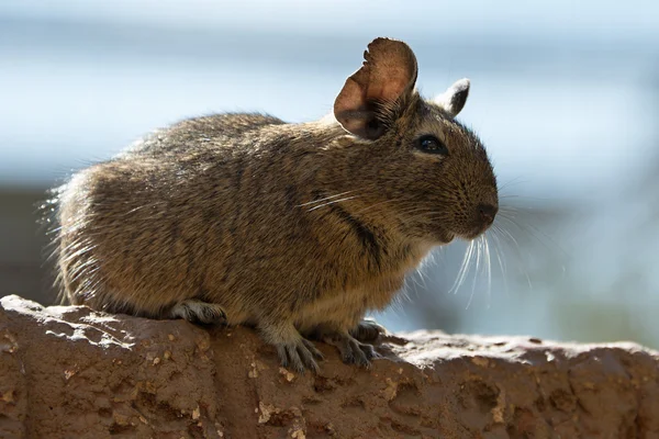 Degu (Octodon degus)