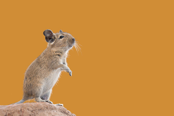 Degu pet in standing pose — Stock Photo, Image