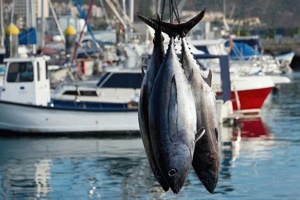 Barco de pesca que descarrega atum no cais do porto — Fotografia de Stock