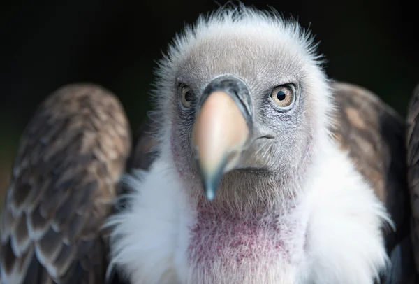Euraziatische griffon vulture portret, Gyps fulvus — Stockfoto
