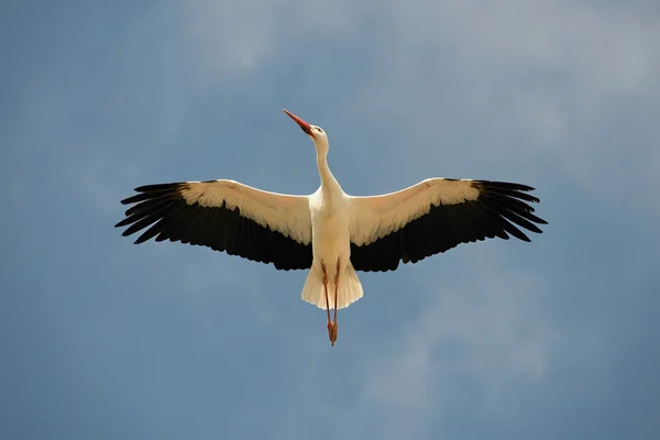 White Stork overhead — Stock Photo, Image
