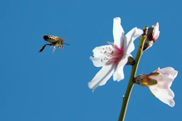 Een honingbij op een bloem in de vlucht — Stockfoto