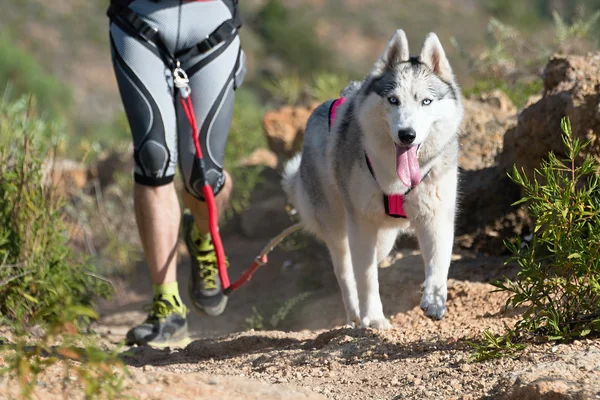 Cão e seu proprietário participando de uma corrida popular canicross — Fotografia de Stock