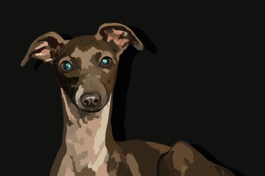 Kahverengi bir Greyhound A.S