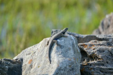Lagartija sobre una roca