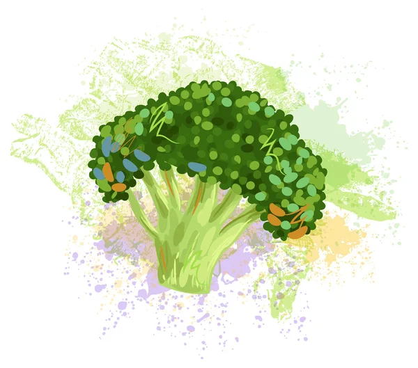 Färsk broccoli — Stock vektor
