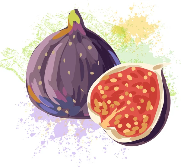 Fig em lugares de pintura — Vetor de Stock