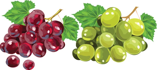 Uvas vermelhas e brancas — Vetor de Stock