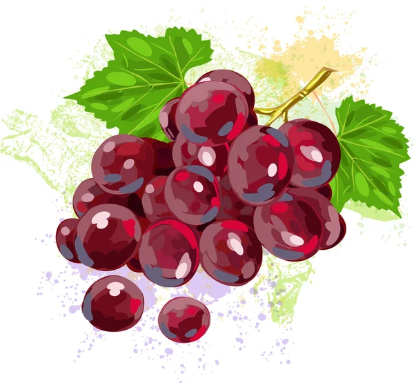 Raisins rouges sur fond de taches de grunge — Image vectorielle