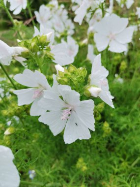 Beyaz çiçekler papatya ya da hindiba gibi görünür.
