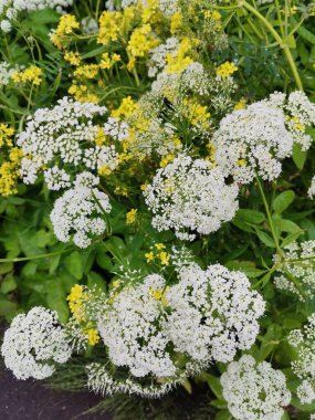 Beyaz kır çiçeği ekran koruyucu için mükemmel.