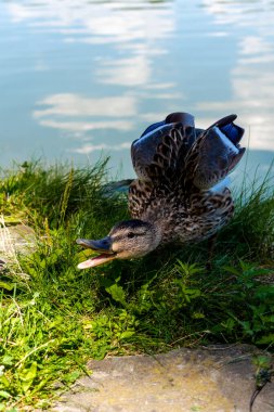 Ördek gölün kıyısında