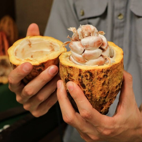Semillas de cacao, plantacion en Costa Rica