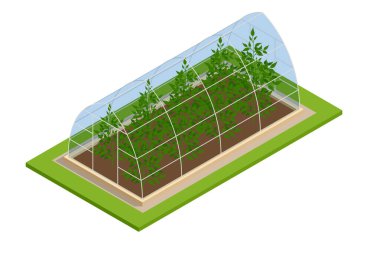 Isome serası beyazdan izole edilmiş. Glasshouse 'da fidanlar yetişiyor. Serada mahsul yetiştirir