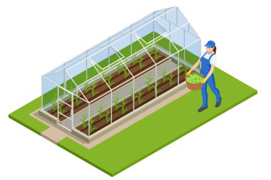 Isome serası beyazdan izole edilmiş. Glasshouse 'da fidanlar yetişiyor. Serada mahsul yetiştirir