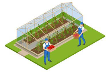 Isome serası beyazdan izole edilmiş. Glasshouse 'da fidanlar yetişiyor. Serada mahsul yetiştirir